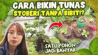 TANAM STROBERI GAK PERLU DARI BIJI LAGI! PAKAI TUNAS!? SATU POHON JADI qBANYAK!? | Dn'sGarden eps.4