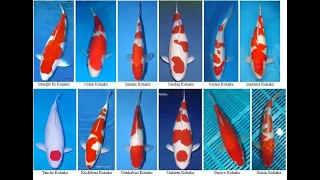 Dòng cá koi KOHAKU KOI | Learn about the line of koi fish KOHAKU KOI