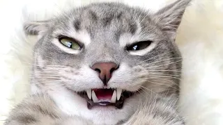 😂 Funniest Cats and Dogs Videos 😺🐶 || 🥰😹 Hilarious Animal Compilation №304