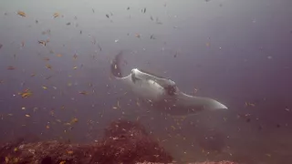 Diving with Giant Manta Rays in Tofo Mozambique