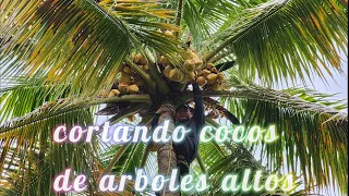 Como CORTAR COCOS de una PALMERA alta How to CUT COCONUTS from a tall PALM TREE