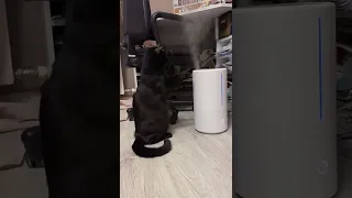 Кот vs Увлажнитель