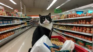 Cat Saves the Day at the Supermarket 😻 Ai Meow #cat
