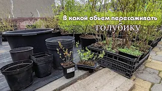 ‼️В какой объем контейнера пересадить голубику‼️ 13/04/24 Ставрополь