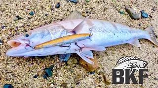 White Seabass CRAZY BLITZ!! How many can I catch in 1 HOUR??? [SoCal Surf Fishing]