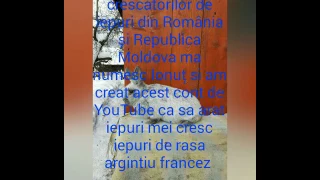 Iepuri argintiu francez