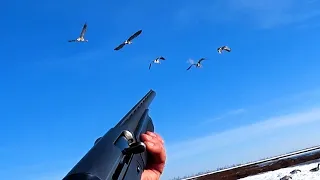 Охота на гуся 2023