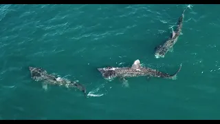 Basking Sharks 10 May 2024