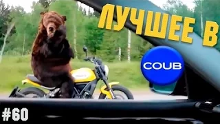 Лучшее в COUB 2016 часть 60 | Лучшие приколы