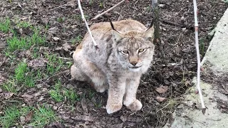 Милая рысь в Тайгане!