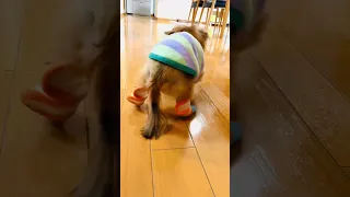 床ずれ保護　#カニンヘンダックス #shorts #老犬 #18歳 #ソラとシド