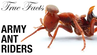 True Facts: Army Ant Riders