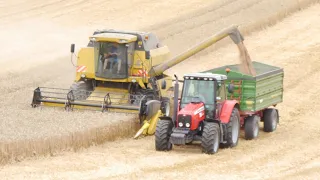 🇵🇱 ŻNIWA NA Kujawach! | ZBIÓR PSZENICY 2023 | MASSEY FERGUSON  | NEW HOLLAND 🌾