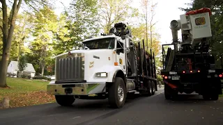 Shreiner Tree Care - Crane Job