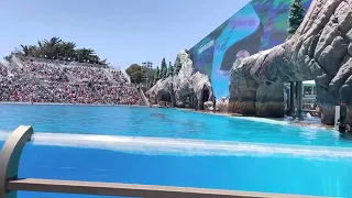 Orca Encounter (Full Show) at Seaword San Diego