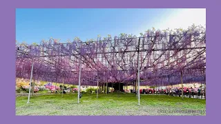 【奇跡の大藤】4/17/2023 【あしかがフラワーパーク】[Miracle Big Wisteria] 4/17/2023 [Ashikaga Flower Park]