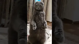 Чеки кот. I'm sexy and I know it :)) Смешной позитивный стоячий кот