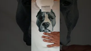 Амстафф Локи 2 года | Хочешь Такую? | Стаффорд | Amstaff | Staffy