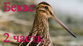 Бекас  2 часть