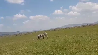 Zebra attacks a baby zebra in front of the mother