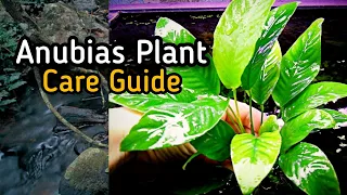 Anubias Plant 🌱/ Care Guide / A Beginners Plant