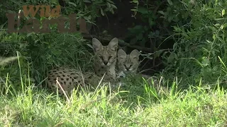 WildEarth - Sunset - 15 September 2020