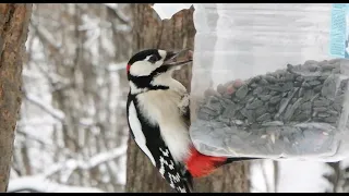 Дятел кушает кедровые орехи / Woodpecker eats cedar nuts