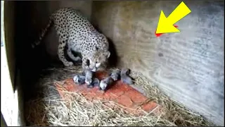 El cachorro fue arrojado al recinto del leopardo ¡Y lo que pasó después es increible!