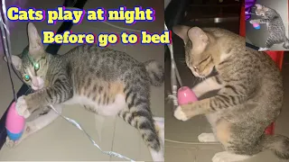 Cats play at night before go to bed so lovely #kitten #lovely #cat #funny #animals #cute #play