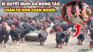 "Vua gà" Đông Tảo Hé Lộ Bí Quyết Khiến Ai Cũng Có Thể Trở Thành Tỷ Phú