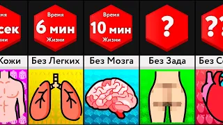 Сколько Ты Проживешь Без Органов?