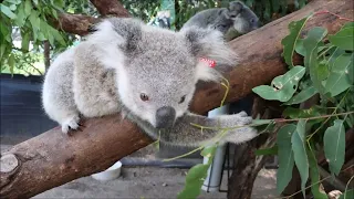 The cutest koala joeys in our Koala Care Centre in Lismore Australia