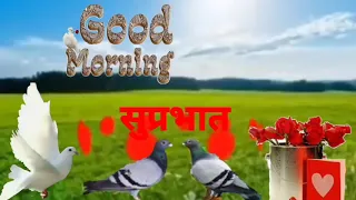 Good Morning Whatsapp Status Video Song 🙏 Have a Nice Day 🍓 Morning Wish Song 🍎सुप्रभात मित्रों।