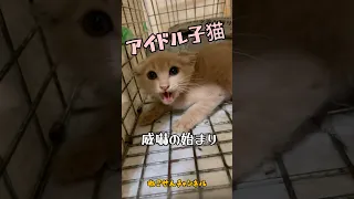 【アイドル猫 威嚇】保護した新入り子猫はアイドル的存在✨激しい威嚇子猫のミル君編 / rescued a kitten