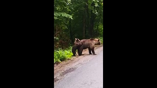 Bear Cub Adorably Plays With Mom in Middle of Road - 1056811