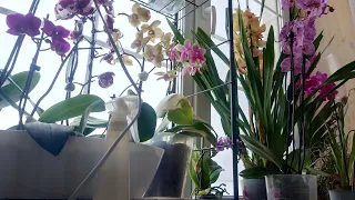 Изменения орхидей. Цветение. Пускают корни из всех возможных мест. Небольшой обзор новых орхидей