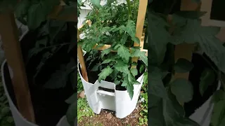 Beefsteak tomato  plant in container.