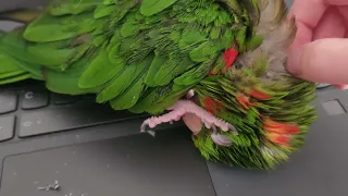 Removing Pin Feathers from Wings- Regen the White Eyed Conure