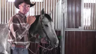 Function of a Bridle with a Shank Bit