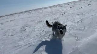 wolf hunting Охота на волков в степях Казахстана. Wolf hunting in Kazakh steppe