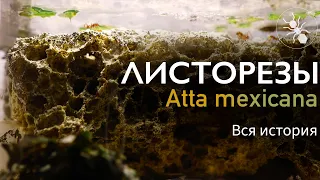 МУРАВЬИ ЛИСТОРЕЗЫ ATTA MEXICANA - ВСЯ ИСТОРИЯ