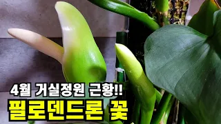 집에서 식물 키우기 4월 거실 정원 근황이에요!