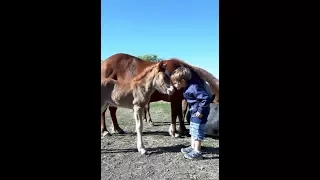 Tellington TTouch - Handling a foal without trauma: Session 1