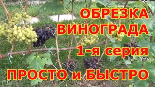 ч 1  ОБРЕЗКА ВИНОГРАДА осенью. 1-я серия. ЦЕЛЬ УРОЖАЙНОСТЬ