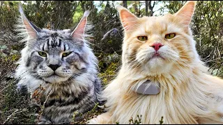 Cool Cats In the Forest - Dexter and Uncle Buster!