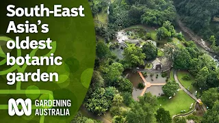 Visiting South-East Asia's oldest botanical gardens | Indonesia Special | Gardening Australia