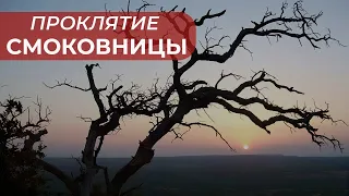 Духовный смысл проклятия Иисусом Христом смоковницы | Евгений Рожков | церковь ЕХБ г.Батайск