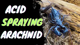 Acid Spraying Arachnid | The Vinegaroon