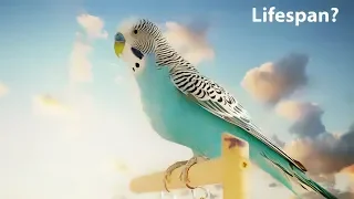 What is the average lifespan of a Budgie?