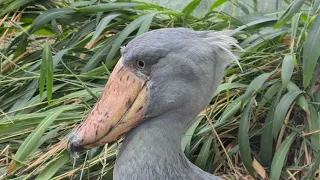 „Projděte se“ po Zoo Praha: Ptačí mokřady 1 – člunozobci (Václava Podhráská)